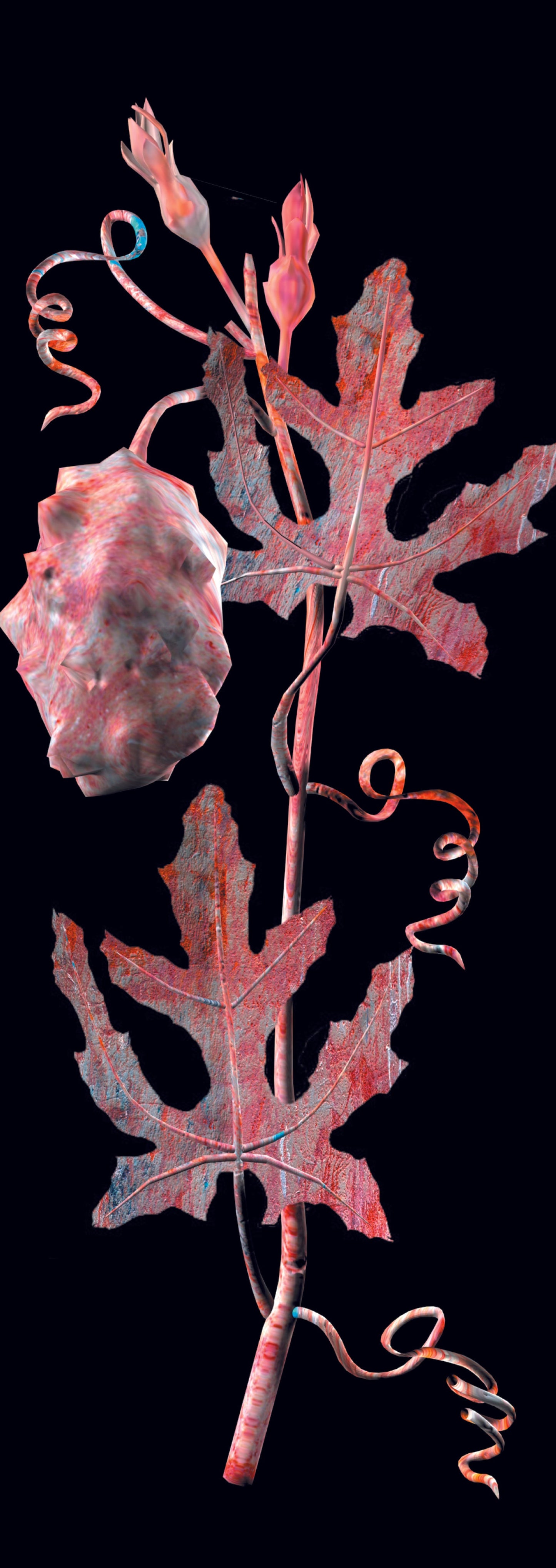 Cucumis Metuliferus