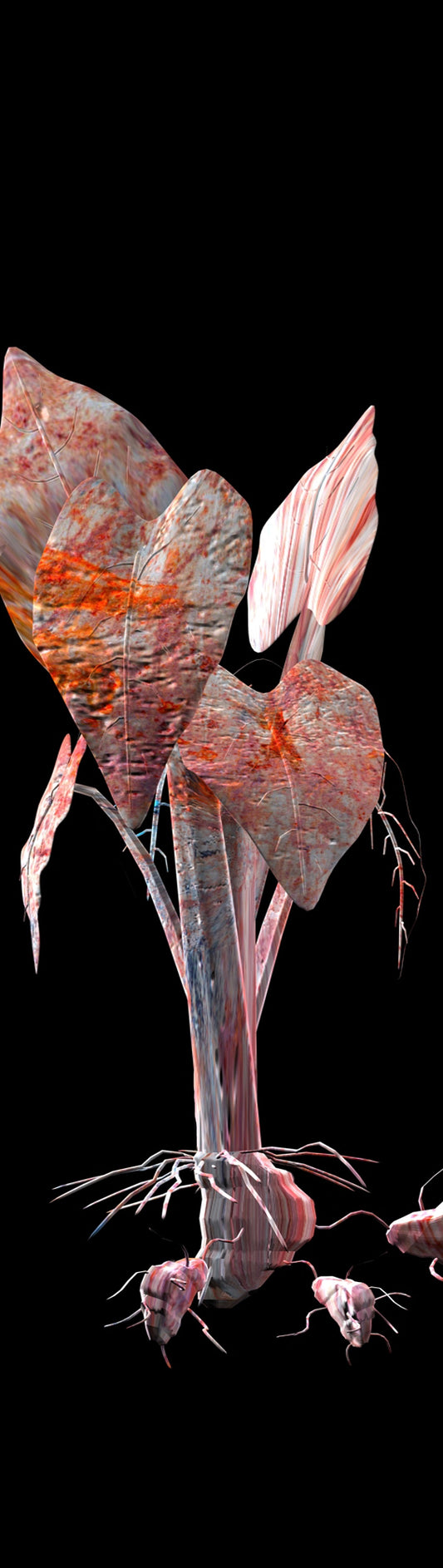 Alien - Colocasia Antiquorum
