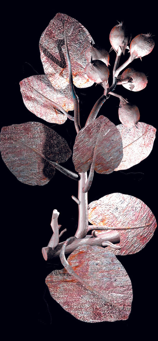 Alien - Ficus Sycomorus